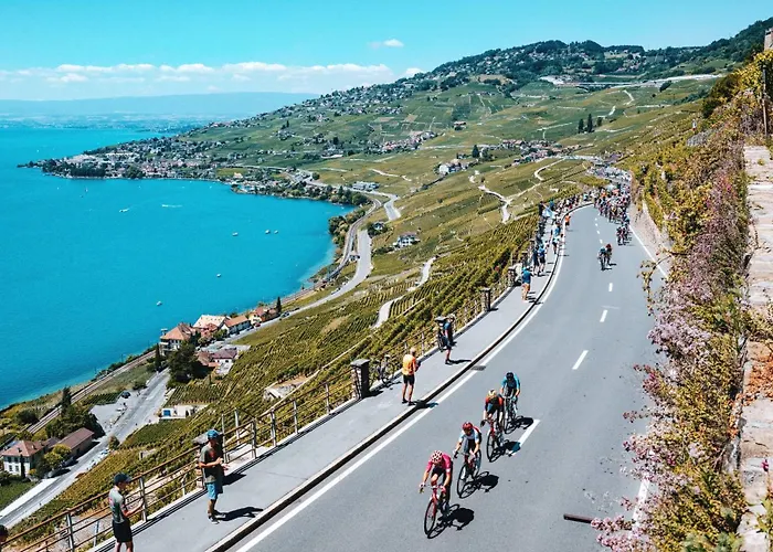 Panoramic In The Vineyard,stunning Views Of And Alps